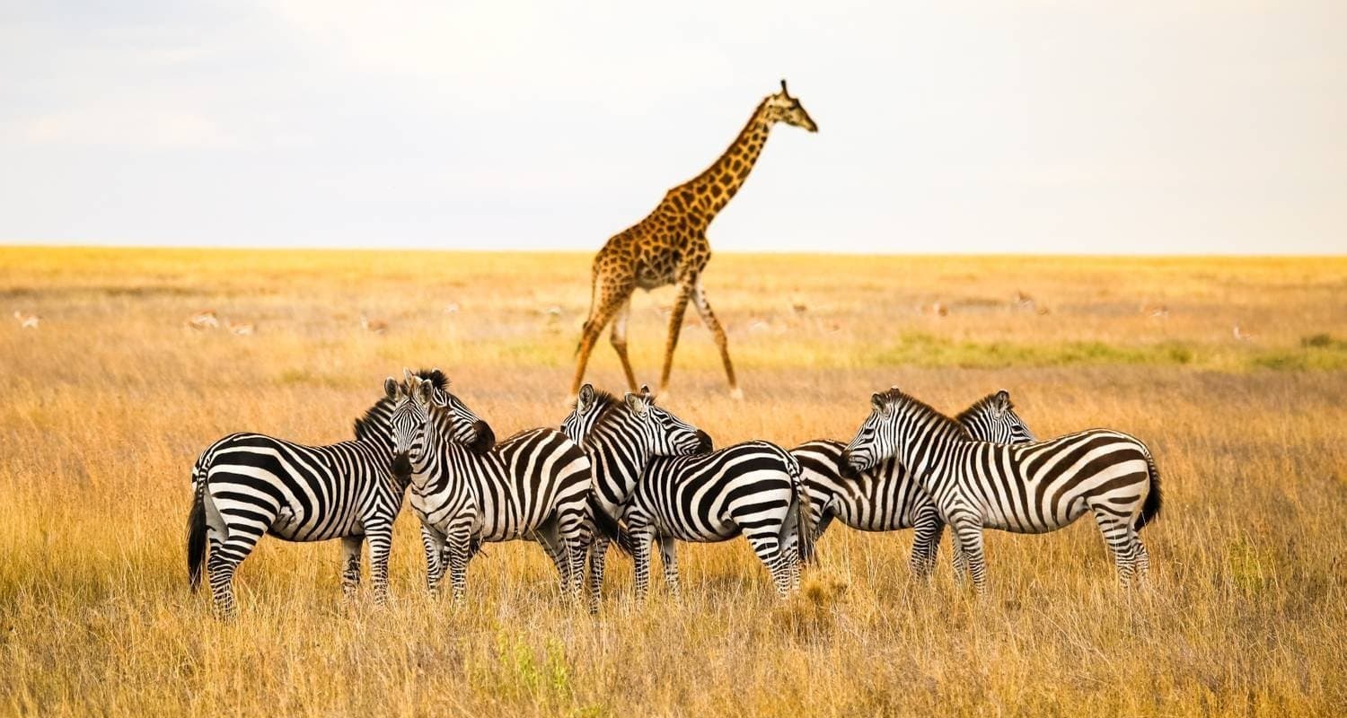 Wildebeest migration